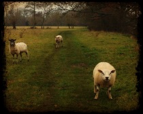 Please sheep, may I pass?