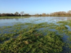 A flooded field that the path runs through - I had to backtrack and take a road until catching up with the path again