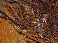 Japanese four-lined rat snake