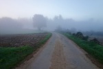 Walking through the morning mist