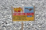 Watch out for hawk kites swooping down and stealing your food on the beach!