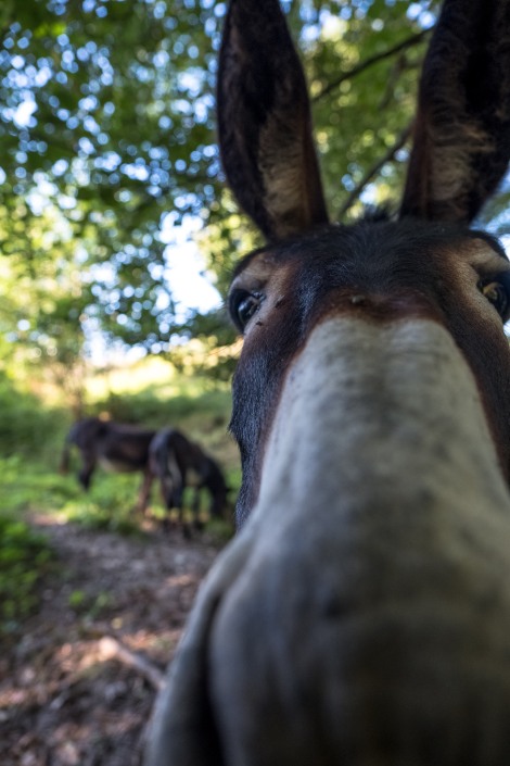 Donkey close-up