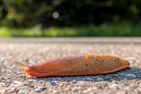 Spanish slug (Arion vulgaris)
