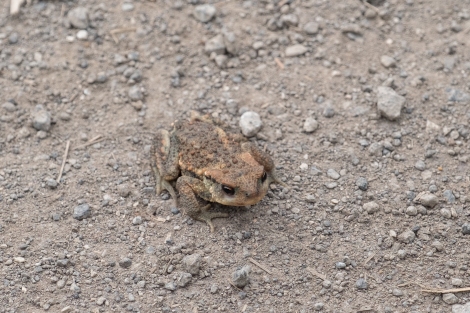 A toad on the Camino del Norte